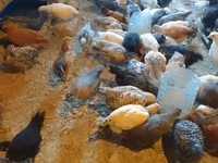 Chickens — foto 2