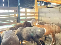Cừu đực, Rhon sheep — ảnh 7