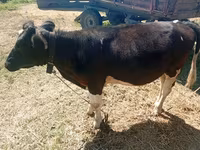 Krowa, Bydło — zdjęcie 3