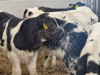 ІҚМ (топ, жынысы көрсетілмеген), Simmental cattle — 8-сурет