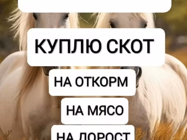 اسب