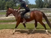 雄馬, Thoroughbred horse — 写真 4