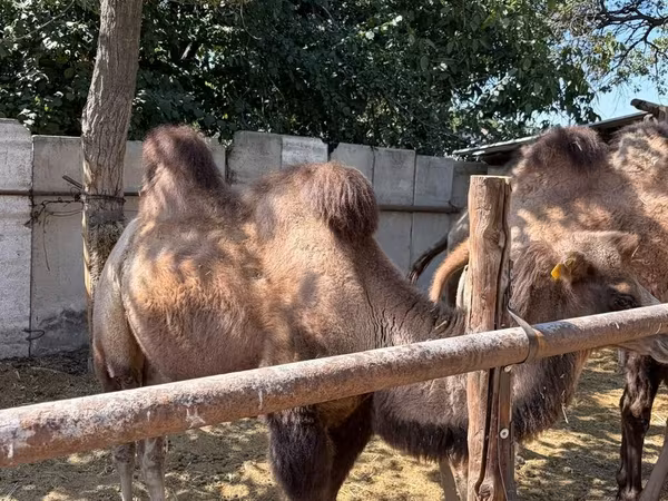 شتر نر, شتر