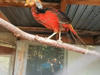 Chickens — foto 1