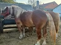 Φοράδα, Hungarian horse breed — φωτογραφία 4