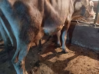 بقرة, Swiss cattle — الصورة 3