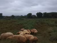 Moutons (lot, sexe non indiqué), Moutons — photo 6