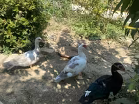 Ducks — 8 зураг