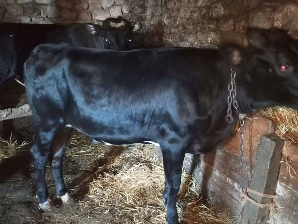 Kuh, Aberdeen-Angus