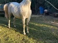 Pastuv, Lipizzaner — fotografija 5