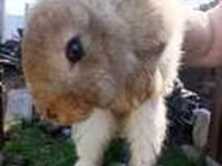 بز ماده, Saanen goat — عکس 3