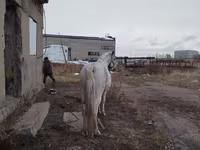 Caballo, Caballos — foto 3