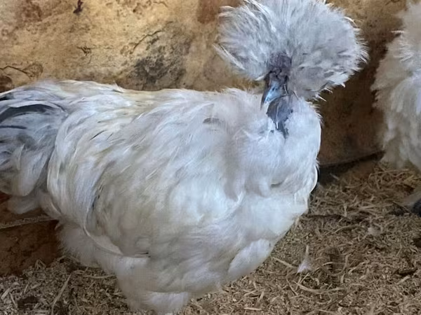 Silkie