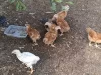 Chickens — 写真 3