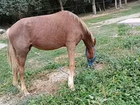 Hoppe, French Trotter — foto 2