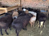 Kambing jantan, Sheep — foto 1