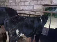 Taureau, Russian Black pied cattle — photo 1