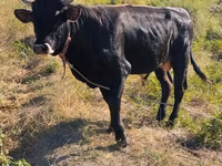 วัวตัวผู้, Swiss cattle — รูปภาพ 5