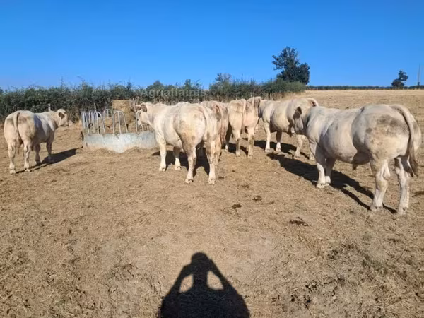 Bull, Cast cow