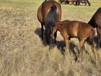 Kobyła, Kazakh horse — zdjęcie 1