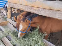 घोड़ा, Friesian sport horse — फ़ोटो 1