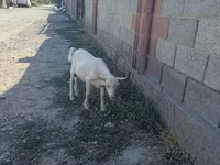 母山羊, Goats — 照片 4