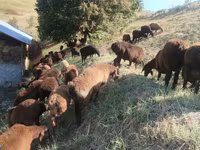 แกะตัวผู้, Hissar sheep — รูปภาพ 3