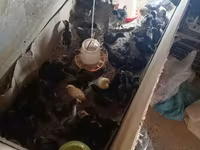 Chickens — Foto 2
