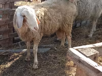 Ram, Assaf sheep — photo 4