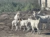 بز ماده, بز — عکس 7