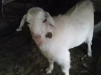 Dê cái, Saanen goat — ảnh 3