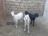 بز (گروه، جنسیت مشخص نشده), بز — عکس 2