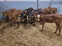 گاو نر, Simmental cattle — عکس 6