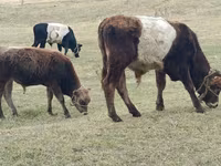 Skot (série, pohlaví neuvedeno), Swiss cattle — foto 4