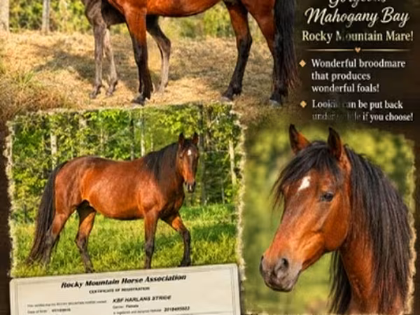 ม้าตัวเมีย, Rocky Mountain Horse