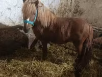 Cavallo, Cavalli — foto 2