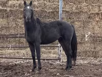 Faras, Kazakh horse — sawirka 5