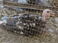 Turkeys — ছবি 5