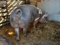Babi betina, Пьетрен — foto 1