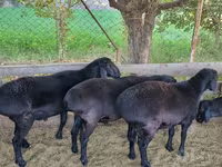 قوچ, Hissar sheep — عکس 4