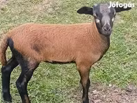 แกะตัวผู้, Cameroon sheep — รูปภาพ 2