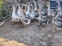 Geese — sawirka 5