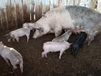 Babi (lot, jantina tidak dinyatakan), Pigs — foto 2