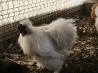 Silkie — foto 1