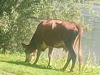 گاو ماده, Simmental cattle — عکس 2