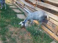 Buk, Nubian Goat — foto 3