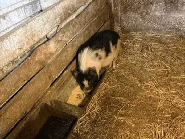 母猪, Pigs