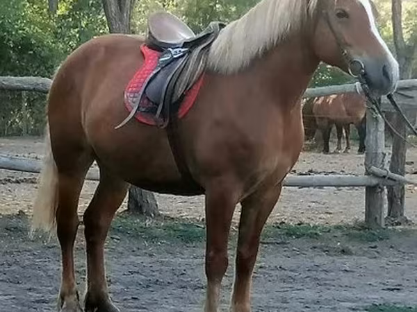Klisna, Haflinger