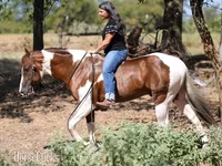Horse (M), American paint horse — photo 4