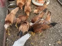 Chickens — Foto 1
